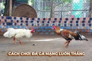 Cách Chơi Đá Gà Sabong Tại VG99 Cực Đỉnh Thắng Lớn